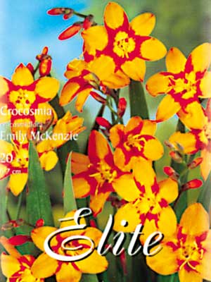 Montbretie 'Emily McKenzy', Crocosmia crocosmiiflora (Art.Nr. 521064)