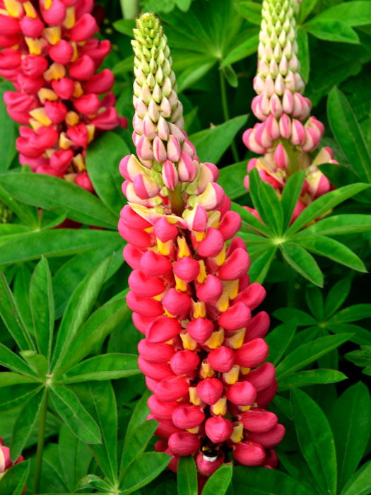 Lupinus polyphyllus 'Edelknabe', Lupine, Wolfsbohne