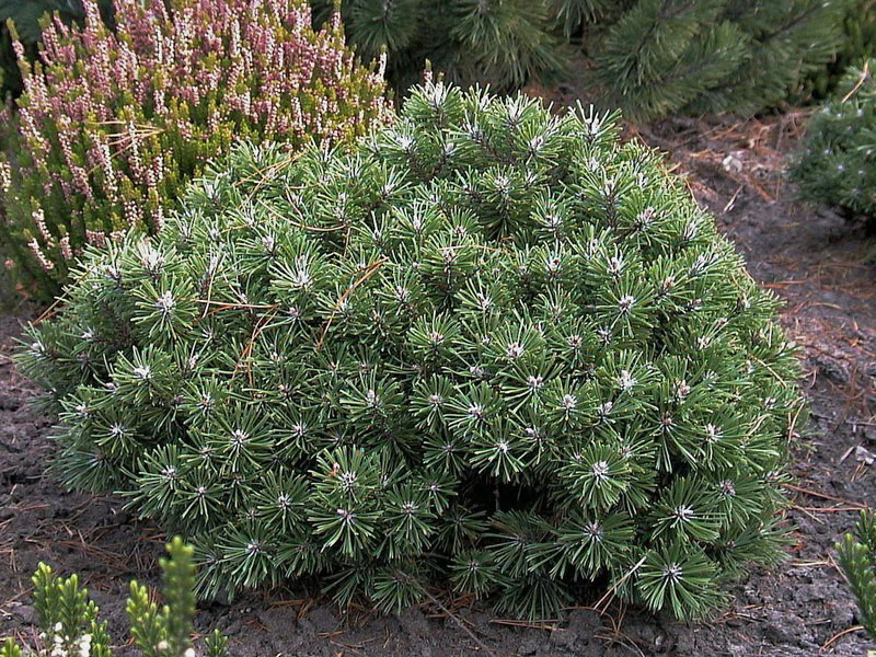 Pinus mugo 'Benjamin', Bergkiefer