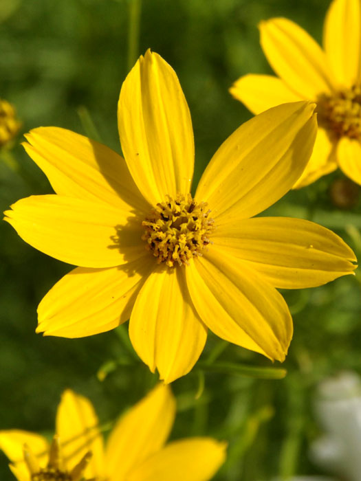 Coreopsis verticillata 'Zagreb' (M), Quirlblättriges Schönauge, Netzblattstern