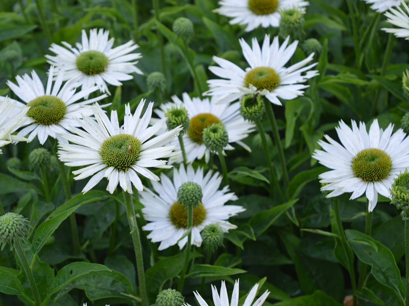 Echinacea purpurea 'Virgin', Scheinsonnenhut