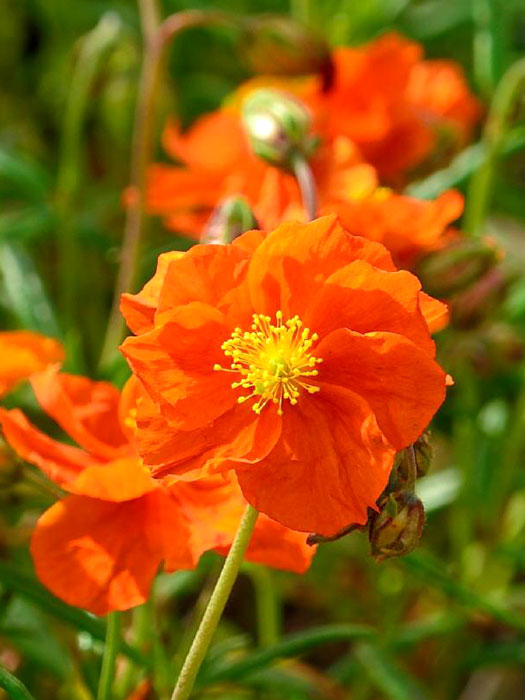 Orange Einzelblüte des Garten-Sonnenröschens