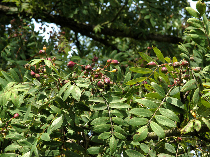 Speierling, Sorbus domestica