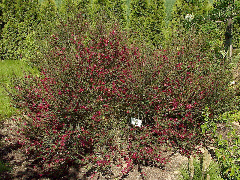 Cytisus scoparius 'Boskoop Ruby', Edelginster