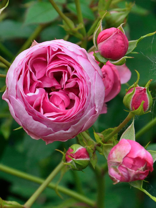 Blühende Rose Pomponella