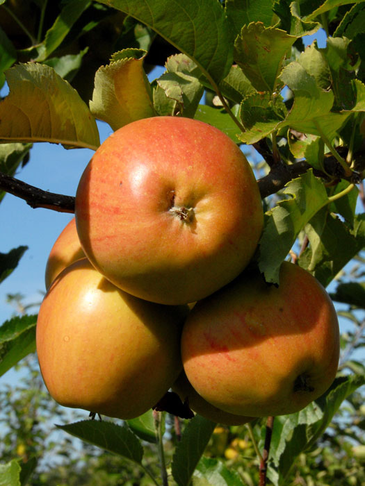 Apfel Rubinette