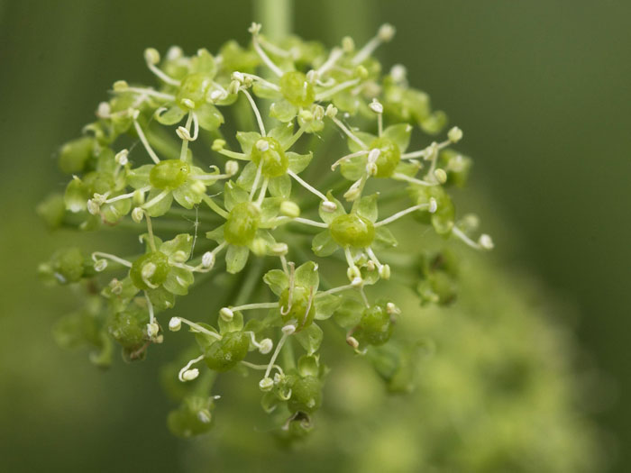 Angelica archangelica, Engelwurz, Dreieinigkeitswurzel