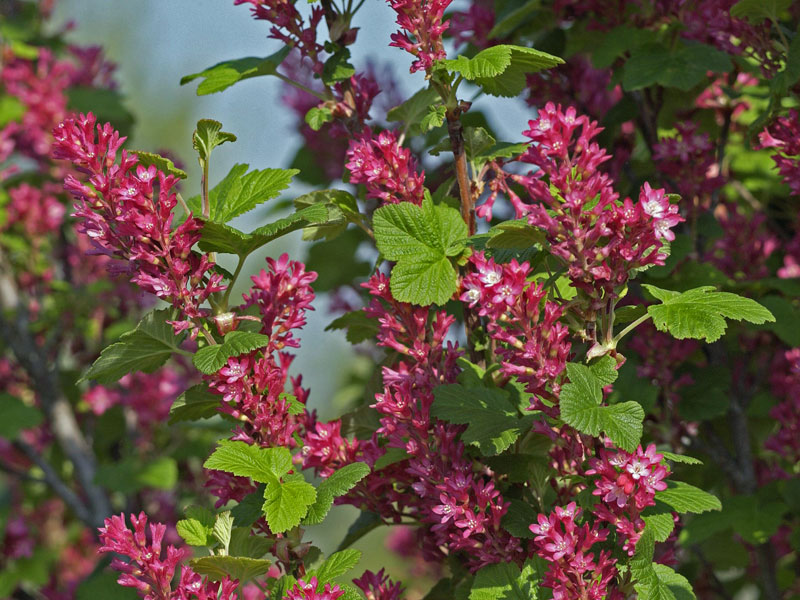 Ribes sanguineum 'King Edward VII', Blutjohannisbeere