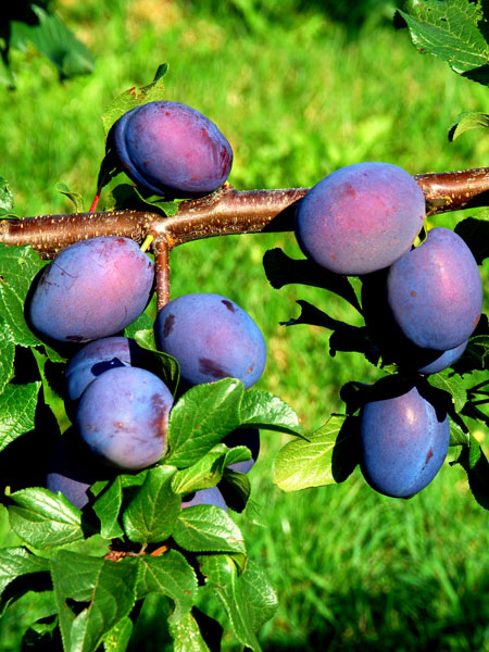 Früchte der Zwetsche Jolina