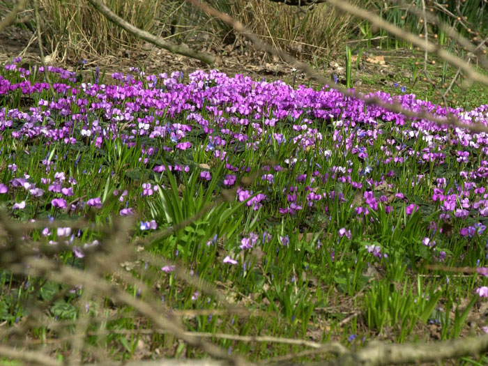 Cyclamen coum, (Garten-) Frühlingsalpenveilchen