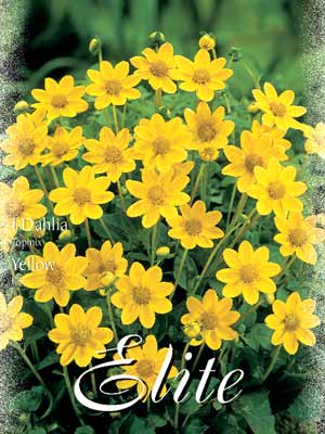 Topmix-Dahlie 'Yellow', Dahlia (Art.Nr. 520620)