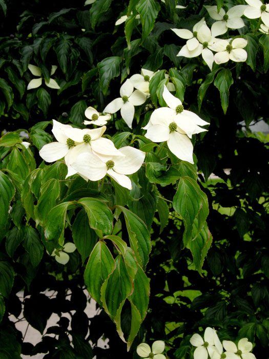 Zweig mit cremeweißen Blüten des Japanischen Blumenhartriegels