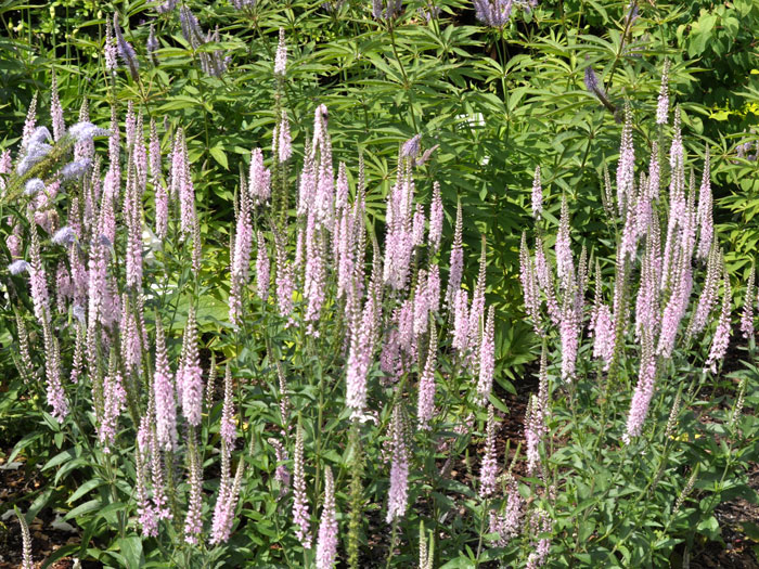 Veronica longifolia 'Pink Damask', Langblättriger Garten-Ehrenpreis, Wiesen-Ehrenpreis