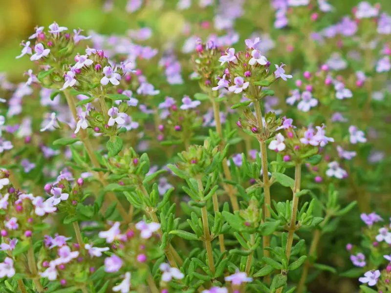 Nahaufnahme des Thymus vulgaris