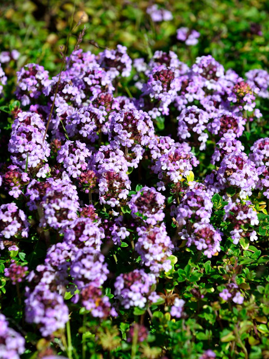 Thymus doerfleri 'Bressingham Seedling' (M), Polster-Thymian