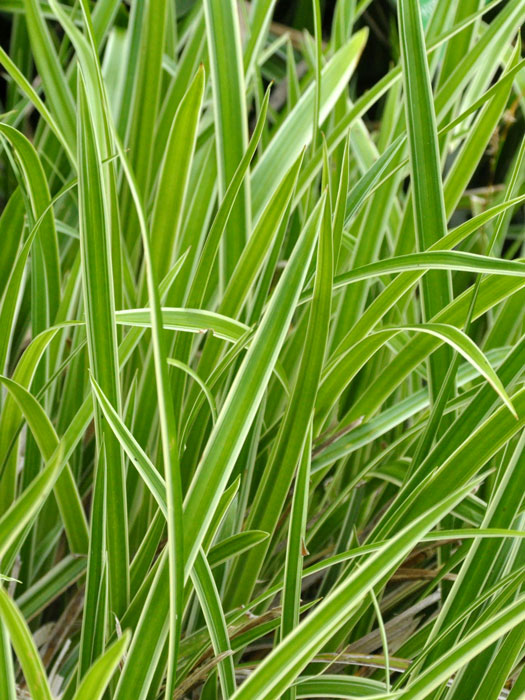 Luzula sylvatica 'Marginata', Gold- oder Gelbrand-Wald-Marbel, Wald-Simse