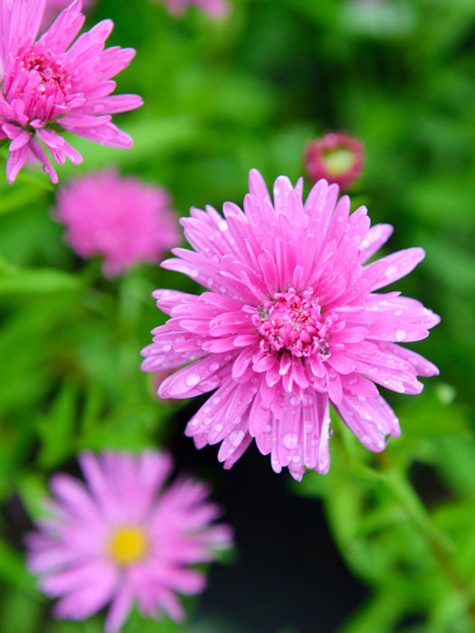 Aster novi-belgii 'Rosa Perle', Glattblatt-Aster