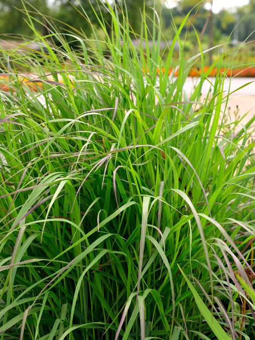 Panicum virgatum 'Shenandoah' (M), Purpurne Ruten-Hirse