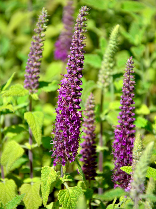 Teucrium hyrcanicum 'Paradise Delight', Kaukasus-Gamander