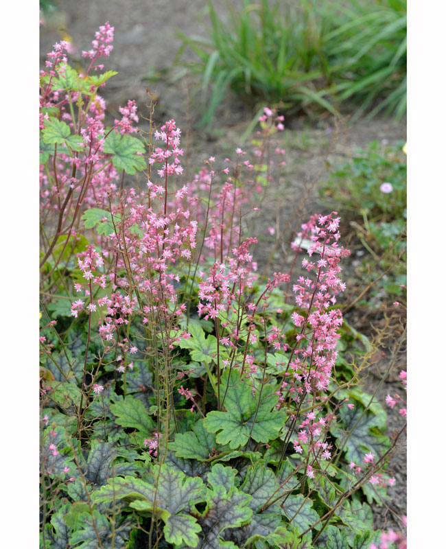 Heucherella hybr. 'Pink Revolution', Bastard-Schaumblüte