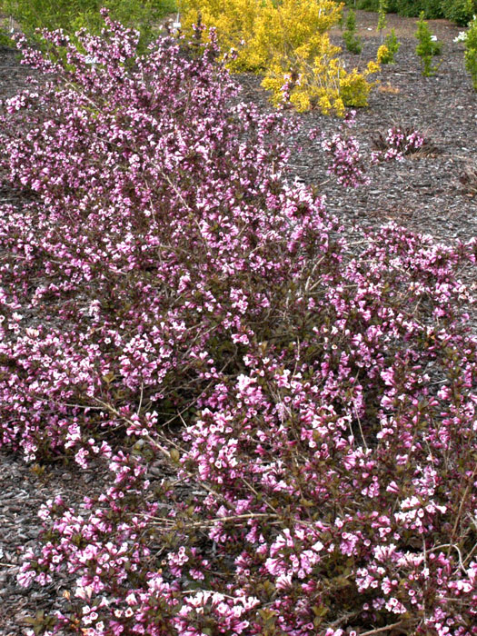 Purpurweigelie im Schaugarten