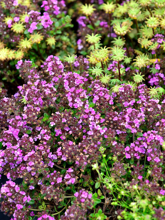 Rosenduftthymian, Thymus vulgaris 'Wine and Roses'