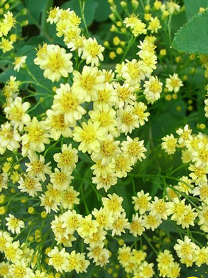 Solidago x solidaster luteus, Goldrutenaster, gelbe Prärieaster