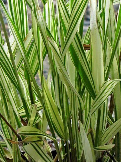 Chasmanthium latifolium 'River Mist', Weißbuntes Plattährengras