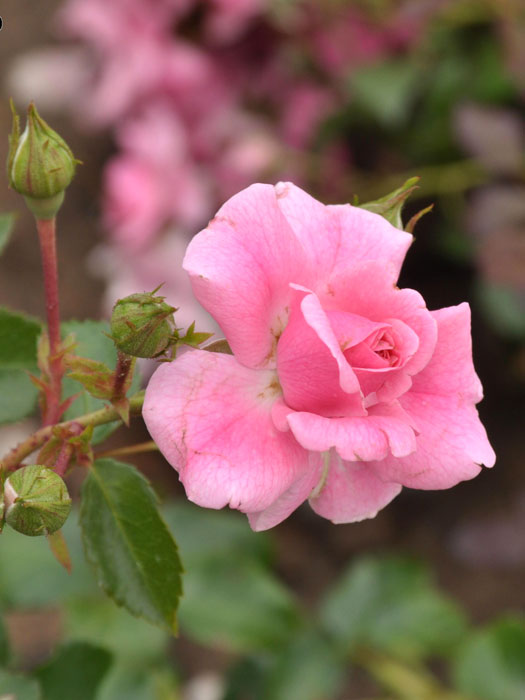 Blüte der Rsoe Mirato