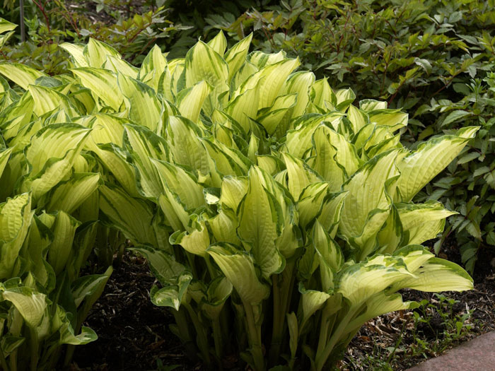 Hosta x fortunei 'Albopicta' (syn. 'Aureomaculata'), Garten-Funkie, Grünrand-Funkie, Herzblatt-Lilie