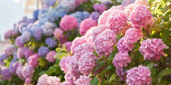 zu den Laub- und Bluetenstraeuchern