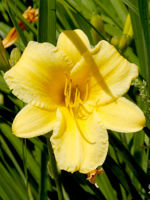 Hemerocallis x cultorum 'Stella d'Oro', Garten-Taglilie