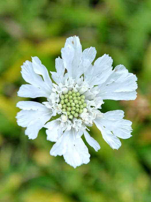 Scabiosa caucasica 'Perfecta Alba', Weiße Scabiose, Weiße Witwenblume