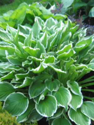 Hosta fortunei 'Albomarginata' (M), Garten-Herzblattlilie