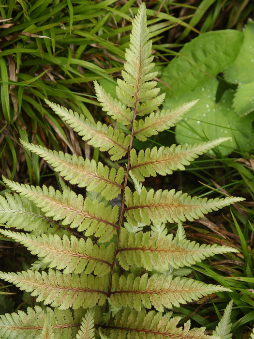 Athyrium niponicum 'Metallicum', Japanischer Regenbogenfarn, Brokatfarn