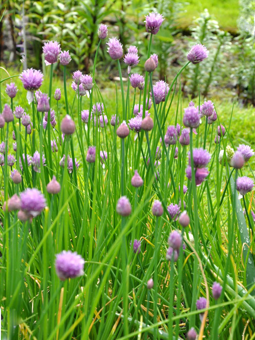 Schnittlauch,  Allium schoenoprasum