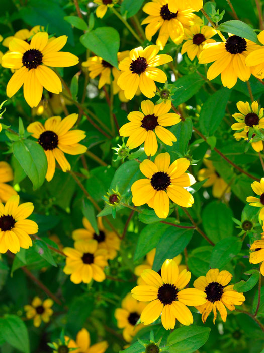 Rudbeckia triloba, Oktober-Sonnenhut