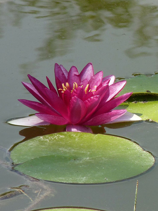 Nymphaea pygmaea Perry's Baby Red, Zwergseerose