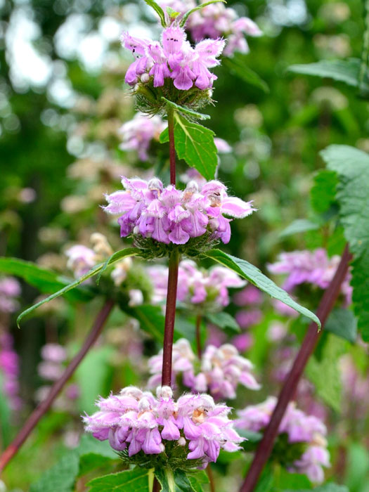 Phlomis tuberosa, Knollen-Brandkraut