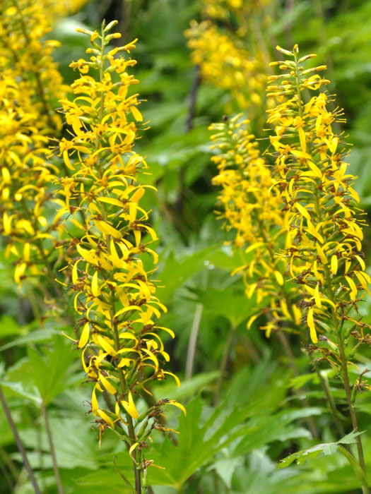 Ligularia przewalskii, Kerzen-Goldkolben, Kreuzkraut, Kerzen-Greiskraut