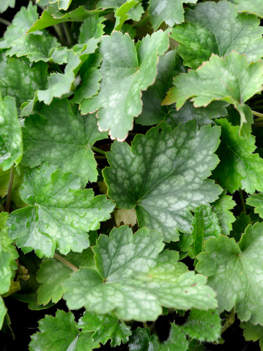 Heuchera sanguinea 'White Cloud', Weißes Purpurglöckchen, Purpurblatt