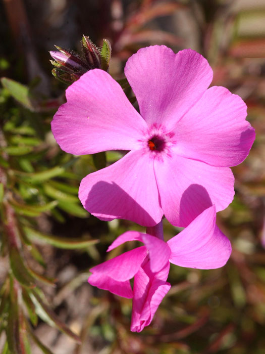 Phlox subulata 'McDaniel's Cushion', Polster-Phlox, Teppich-Phlox, Teppich-Flammenblume