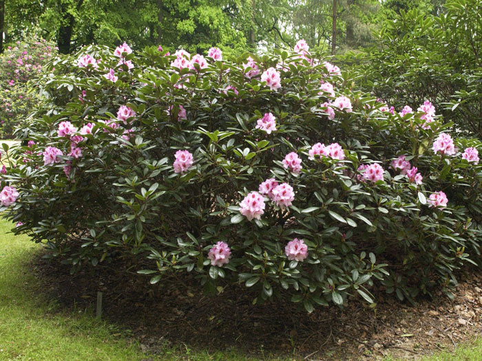 Rhododendron 'Diadem'