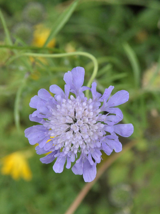 Scabiosa columbaria 'Butterfly Blue', Taubenskabiose