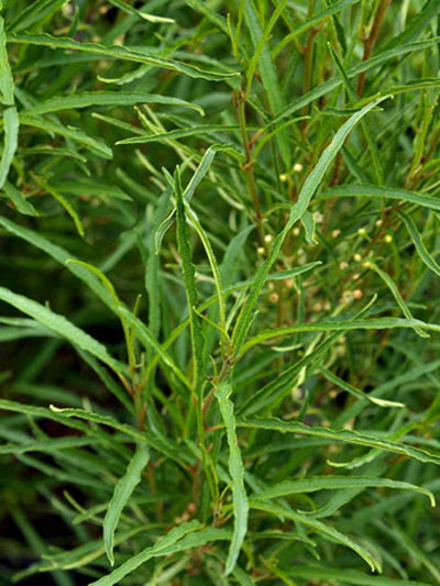 Laub Faulbaum Asplenifolia