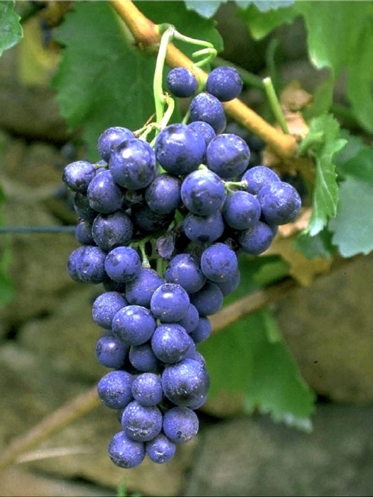 Tafel- und Weintraube Blauer Portugieser