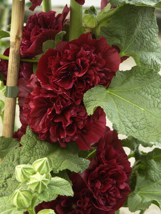 Alcea rosea 'Pleniflora' rot (M), Stockrose, gefüllte Stockmalve