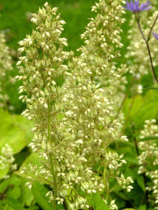 Heuchera villosa var. macrorrhiza (M), Purpurglöckchen, Purpurblatt