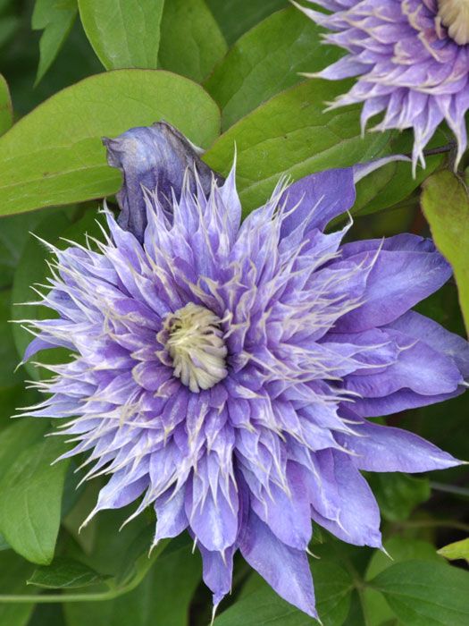 Die markante Blüte der Clematis 'Multi Blue'