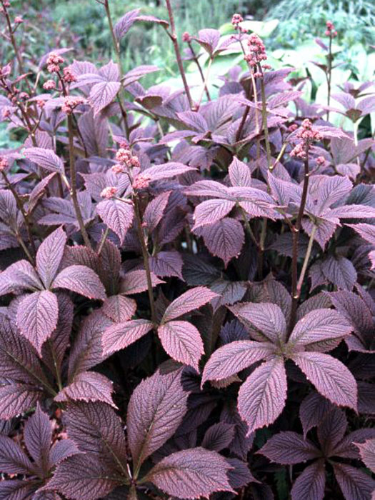 Rodgersia pinnata 'Chocolate Wings', Fiederblättriges Schaublatt